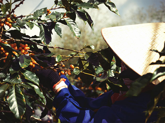 Cây cà phê chè thuộc dòng Typica ở Việt Nam